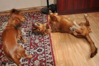 NADIM jamniki Kollapsar